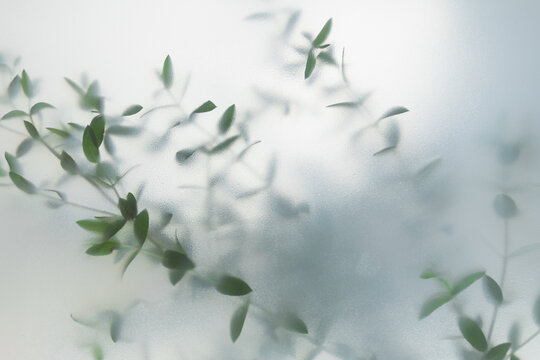 Soft green leaves behind frosted glass with natural light, minimal botanical background and calm organic mood