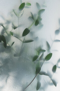 Soft green leaves behind frosted glass with natural light, minimal botanical background and calm organic mood