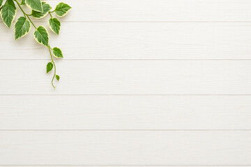 明るい白木の板と植物の背景素材　横方向の木目