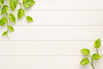 白い木の木目背景と観葉植物のナチュラルな背景素材