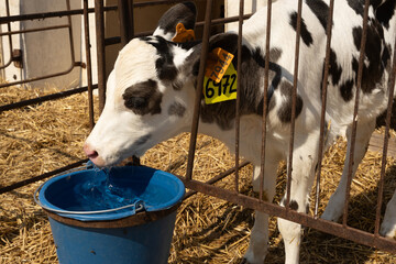 Calf drinks in paddock at livestock farm © caftor