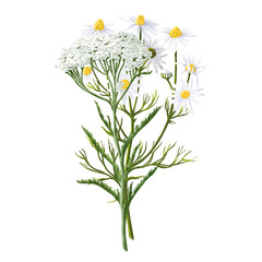 Hand drawn Chamomile and Yarrow composition