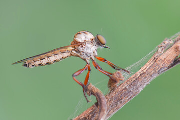Robberfly  on twigs  in tropical   forest