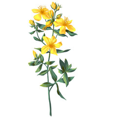 Hand drawn Hypericum herb. St. John's wort with flowers