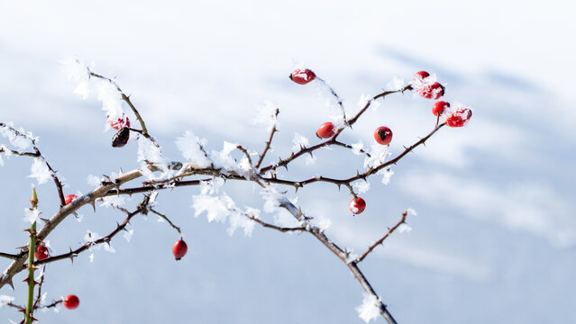 Fototapeta Close-up of a rosehip branch with bright red berries covered with a thin layer of icy hoarfrost against a white winter landscape Color and texture contrast in a cold natural scene