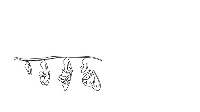 Self drawing animation of single continuous line drawing the evolution from cocoon to butterfly attached to tree branch. Transformation. Butterfly Education and Awareness Day. Full length animated