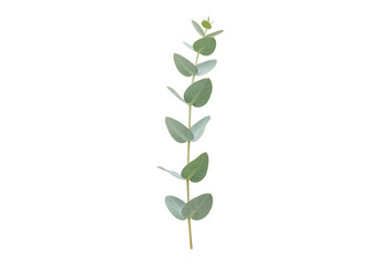 Isolated Eucalyptus branch with silver dollar leaves for decorative foliage design floral element