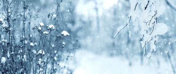 Snowy winter landscape: dry umbrella inflorescences and tree branches covered with snow during a blizzard, creating a cold, blue and mysterious atmosphere for New Year and Christmas design