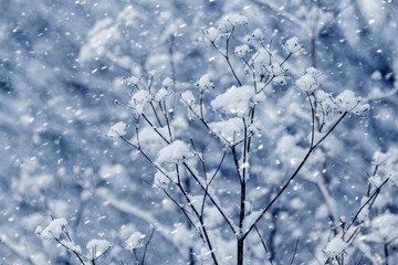 Close up of snowy dry plant stems during heavy snowfall creating a crystal blue winter scene in a...