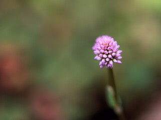 10月に可憐に咲いたピンク色のヒメツルソバ