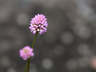 10月に可憐に咲いたピンク色のヒメツルソバ