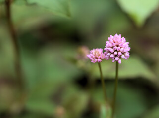 10月に可憐に咲いたピンク色のヒメツルソバ
