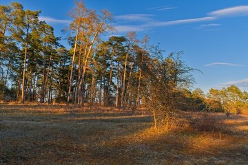 Fototapeta premium Abendstimmung im Naturschutzgebiet Häuserlohwäldchen zwischen Bad Kissingen und Nüdlingen, Landkreis Bad Kissingen, Unterfranken, Bayern, Deutschland
