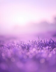 Lavender field bathed in soft morning light.  Blurs of  purple blossoms, bokeh, and pastel light