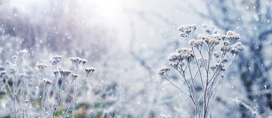 dry umbrella inflorescences of wild grasses covered with white hoarfrost and snow against the...
