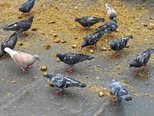 Obraz premium pigeons on ground, feeding on yellow scattered food grain