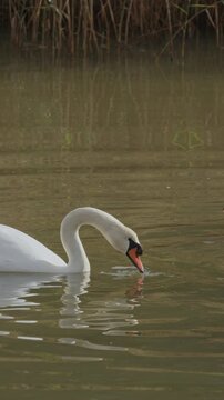White mute swan drinking water from a pond