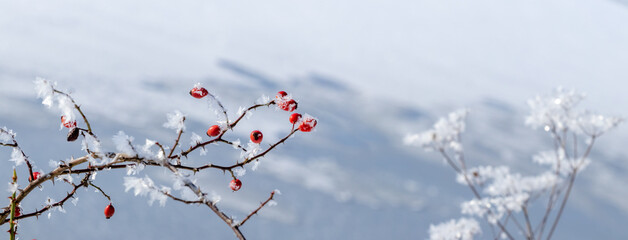 Panoramic winter landscape with rosehip branches and dry grass covered with icy hoarfrost against a blurred frozen water background Contrast of red berries 