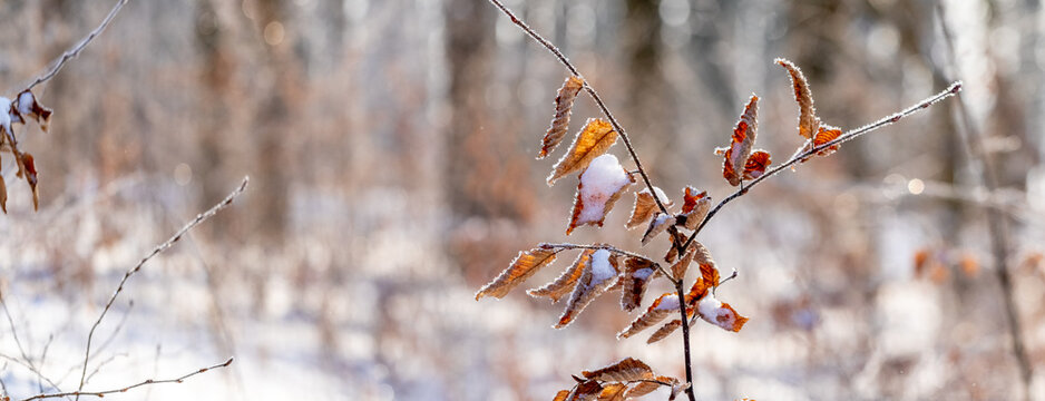 Close-up of a tree branch covered with dry autumn leaves with hoarfrost and a thin layer of snow against a blurred winter sunny forest background Contrast of warm and cold colors in a natural scene