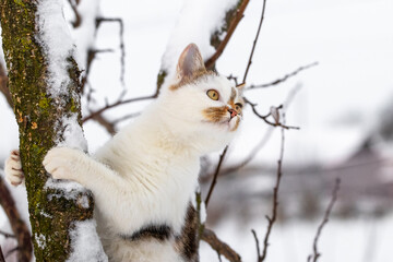 Close-up of a white kitten with ginger and gray spots sitting on a snowy tree and looking intently upwards creating a cute and natural winter scene