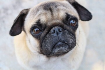 Obraz premium A close-up, high-angle portrait of an adorable fawn pug dog looking up at the camera with big, expressive sad eyes.