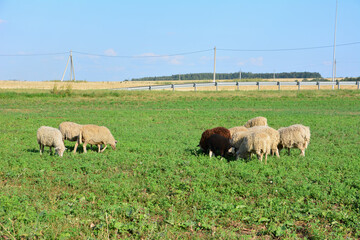 Obraz premium Sheep Grazing in a Lush Green Pasture with a Road in the Background