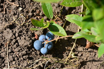 Fresh Blueberries lying on Soil in the forest