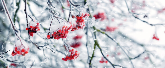 Panoramic winter landscape with clusters of red rowan berries covered with ice crystals and snow during snowfall creating a frosty, magical background © Iryna