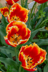 Italy: tulips, close up of Fabio Fringe Tulip with deep red petals fringed with yellow, known for its vibrant and dramatic appearance, variety of the Fringed Tulip group, blooming in late spring 