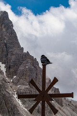 Italy, Europe: Alpine chough (Pyrrhocorax graculus), high altitudes corvid, in front of one of The Tre Cime di Lavaredo (Three Peaks of Lavaredo), one of the best-known mountain groups in the Alps