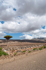 Socotra, Yemen, Middle East: breathtaking landscape and a Dragon Blood tree on the road to Dixam Plateau protected area, home to a high number of endemic species and center of unique biodiversity 
