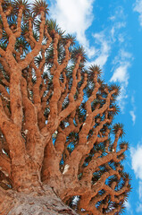 Socotra, Yemen, Middle East: details of a Dragon Blood tree (Dracaena cinnabari) in the protected area of Dixam Plateau, named after the blood-like color of the red sap that the trees produce
