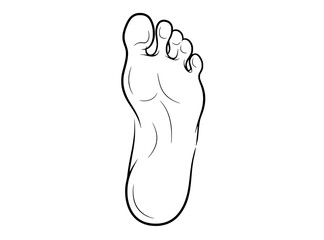 Foot sole outline illustration Anatomy, toes, health, and medical visuals