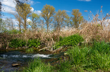 NSG Grettstädter Riedwiesen, Landkreis Schweinfurt, Unterfranken, Bayern, Deutschland
