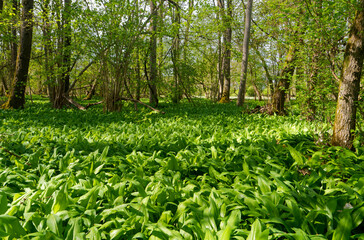 NSG Grettstädter Riedwiesen, Landkreis Schweinfurt, Unterfranken, Bayern, Deutschland