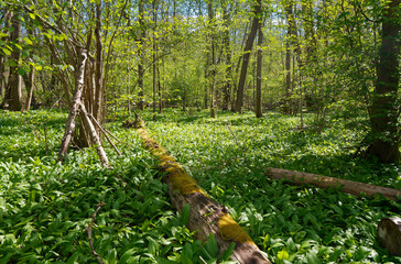 NSG Grettstädter Riedwiesen, Landkreis Schweinfurt, Unterfranken, Bayern, Deutschland