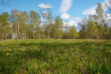 NSG Grettstädter Riedwiesen, Landkreis Schweinfurt, Unterfranken, Bayern, Deutschland