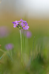  Mehlige Schlüsselblume, Mehlprimel, Primula farinosa