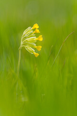 Echte Schlüsselblume, Primula veris, Wiesen-Primel; Frühlings-Schlüsselblume; Wiesen-Schlüsselblume