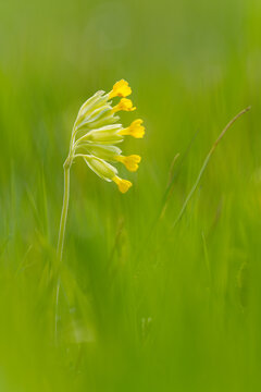Echte Schl&uuml;sselblume, Primula veris, Wiesen-Primel; Fr&uuml;hlings-Schl&uuml;sselblume; Wiesen-Schl&uuml;sselblume