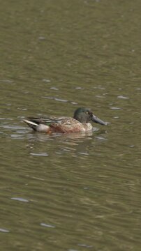 Male northern shoveler duck swimming in a pond
