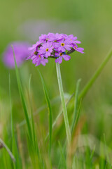  Mehlige Schlüsselblume, Mehlprimel, Primula farinosa