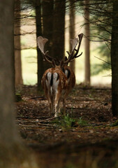 Hirsche gehen zwischen den Bäumen im Wald