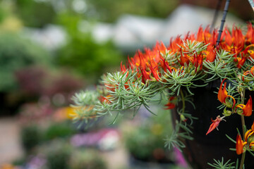 Flame-Colored Lotus Vine Blossoms in Bloom