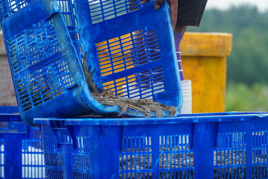 A vibrant, close-up image of harvested seafood in a blue plastic crate, showcasing the texture and freshness of the catch. Perfect for conveying themes of aquaculture and sustainable sourcing.