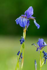 Sibirische Schwertlilie, Wiesen-Schwertlilie, Iris sibirica,