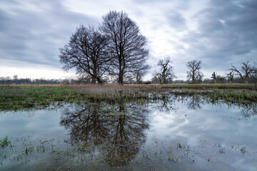 Landscape in the park. Old trees.