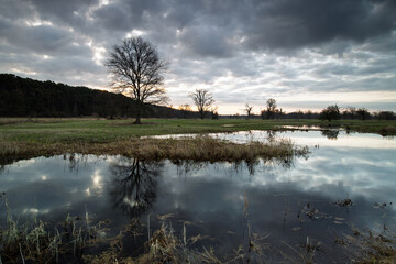 Landscape in the park. Old trees.