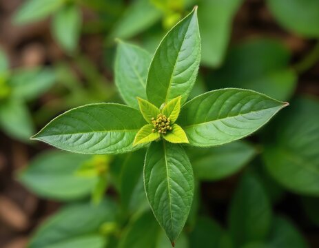 Indian copperleaf plant has vibrant green leaves and tiny yellow buds. This perennial herb grows in natural settings. It is used for wellness and health benefits.