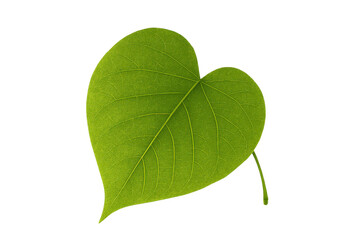 Obraz premium Green heart leaf representing nature love and eco-friendly growth, isolated object with transparent background